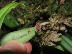 Lepanthes monoptera
