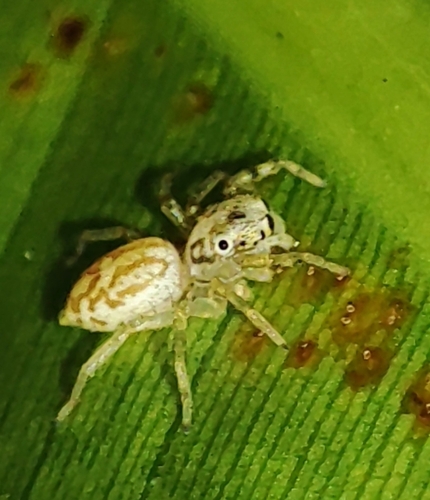 Multi-Coloured Phintella photo 5
