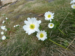 Ranunculus anemoneus
