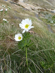 Ranunculus anemoneus
