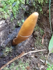 Xylaria polymorpha