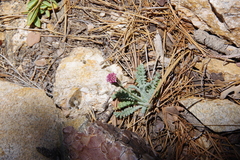 Chaenactis santolinoides