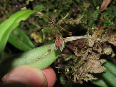 Lepanthes monoptera