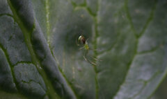 Araneae