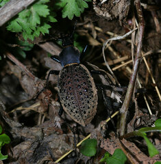 Carabus formosus