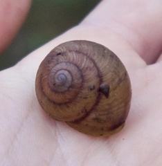 Sauroconcha corneovirens
