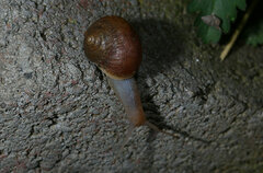 Acusta