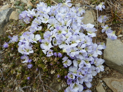 Veronica densifolia