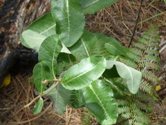 Asclepias hypoleuca
