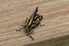 Traulia azureipennis