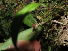 Lepanthes monoptera
