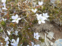 Veronica densifolia