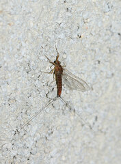 Ephemeroptera
