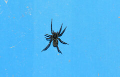 Araneae
