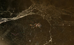 Araneae