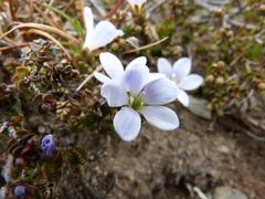 Veronica densifolia