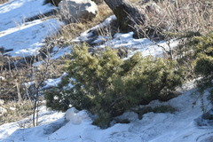 Juniperus