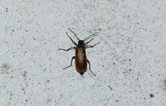 Coleoptera