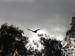 Pteropus conspicillatus