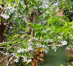 Wrightia religiosa
