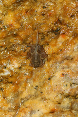 Ephemeroptera