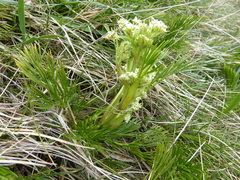 Aciphylla glacialis