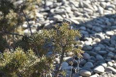 Juniperus
