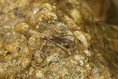 Ephemeroptera