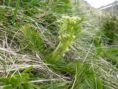 Aciphylla glacialis