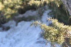 Juniperus