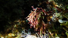 Tricleocarpa fragilis