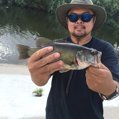 Micropterus salmoides