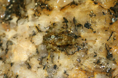 Ephemeroptera