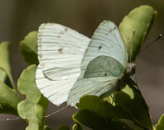 Dixeia charina