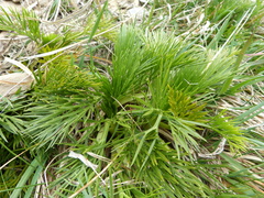 Aciphylla glacialis