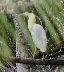Pilherodius pileatus