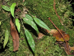 Lepanthes monoptera