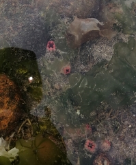 Pyura chilensis