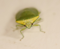 Glaucias