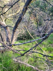 Fraxinus dipetala
