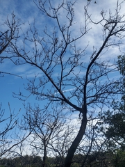 Fraxinus dipetala