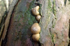 Lycogala epidendrum terrestre