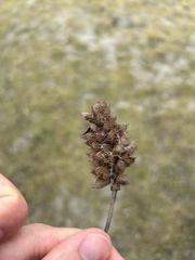 Glycyrrhiza echinata