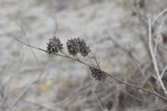 Glycyrrhiza echinata