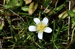 Ranunculus millanii