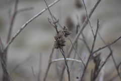Glycyrrhiza echinata