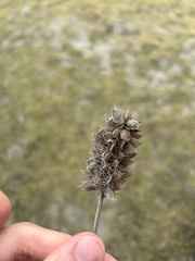 Glycyrrhiza echinata
