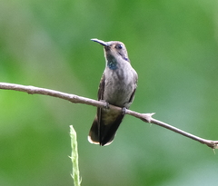 Colibri delphinae