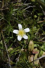 Ranunculus millanii