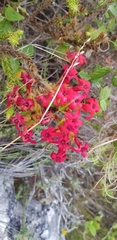 Crassula coccinea
